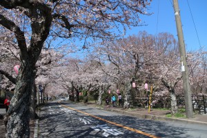 -伊豆高原駅前の桜並木- (夜は提灯のライトアップも綺麗！)