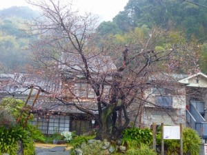 河津原木20160129