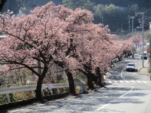 熱海梅園前市道20160128