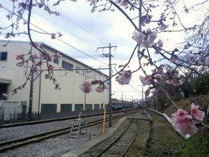 伊豆高原20160226_2