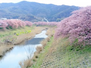 青野川20160227