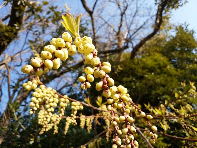 学園に垂れ下がるナゾの黄色い花 スタッフブログ 大田区立伊豆高原学園