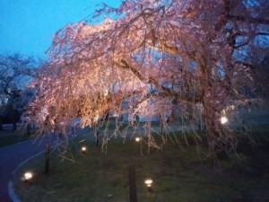 夜桜５