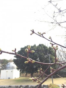 ②2020河津桜開花