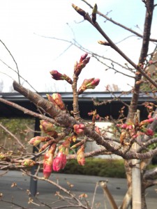 ③2020河津桜開花