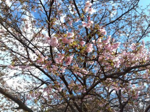 IMG_2026-01-25-13-38-26-501